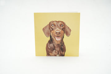 Snout - Harlow Yellow